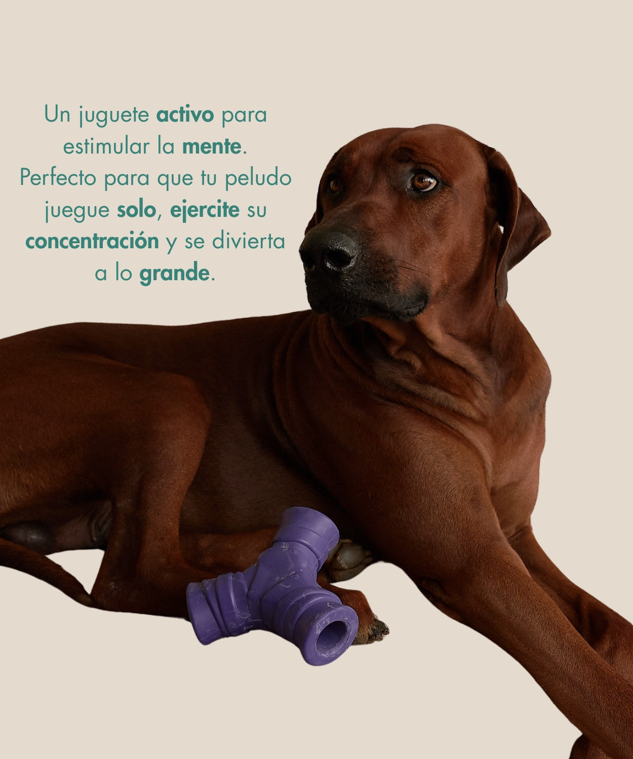 Juguete PONGO
